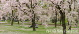 春の京都府立植物園